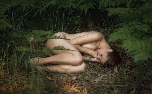 Цветущий папоротник