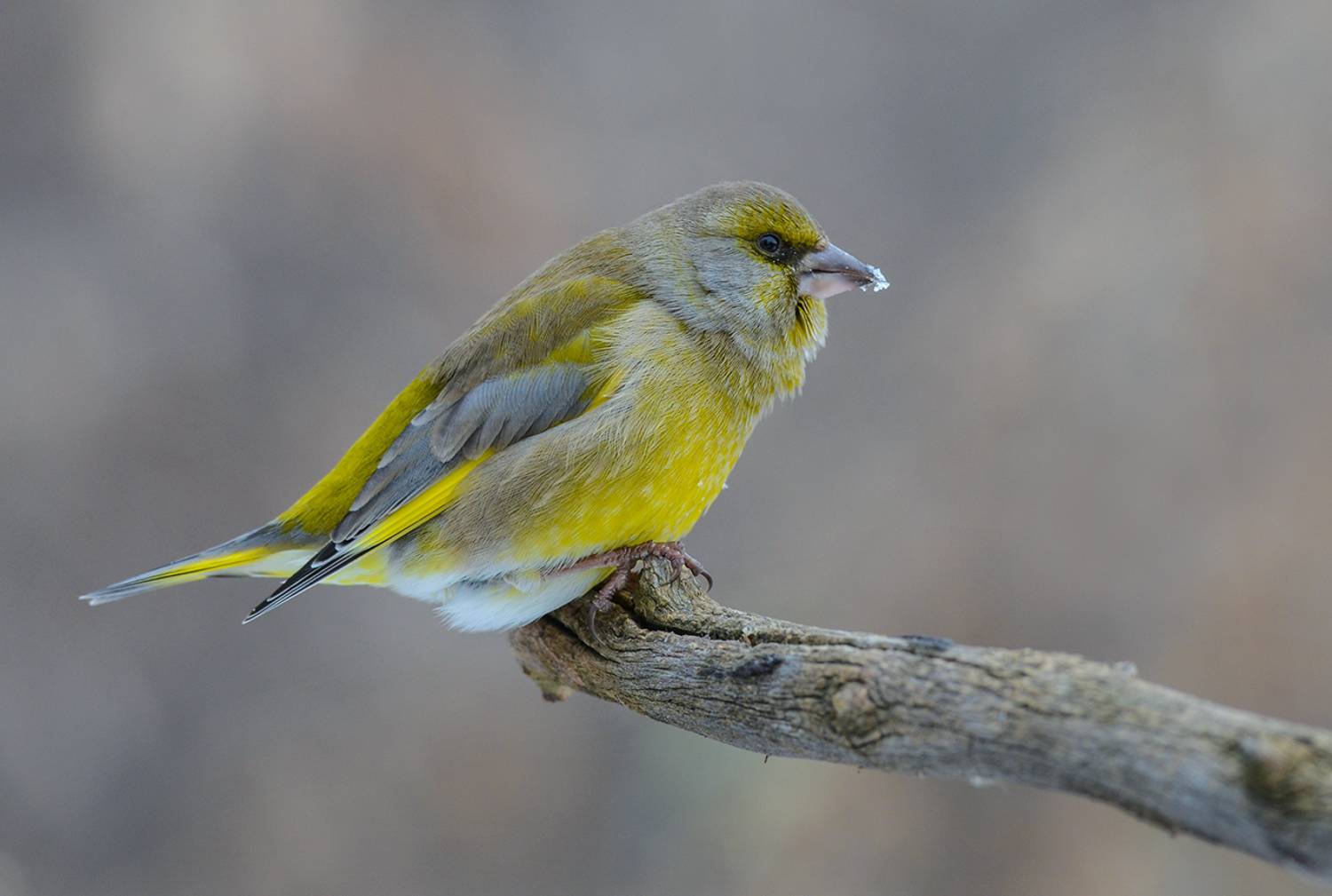 зеленушка,самец,зима,холодно, Иван