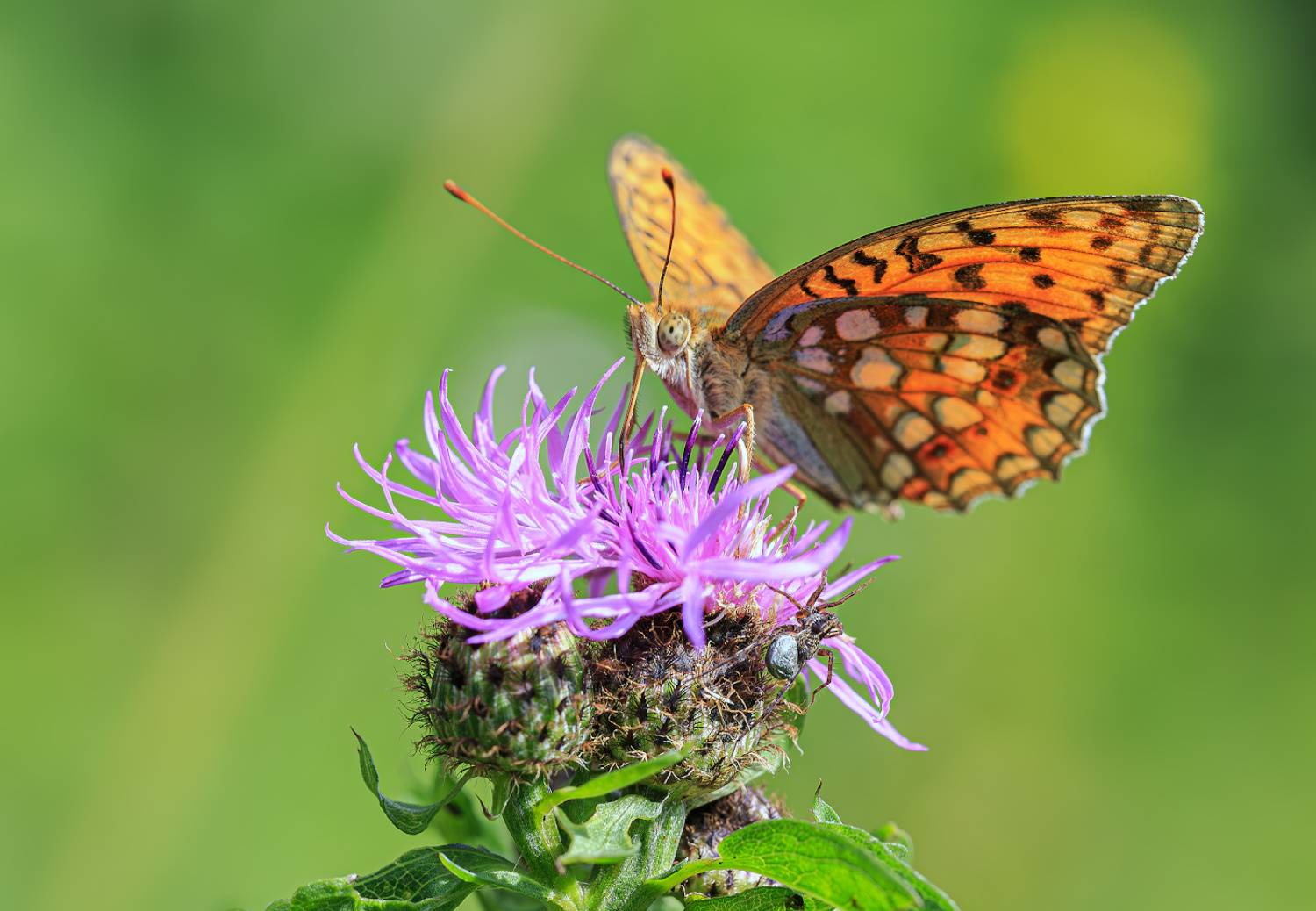 насекомые, бабочка, перламутровка, красная, адиппа, паучок, лето, июль, Борис Новиков
