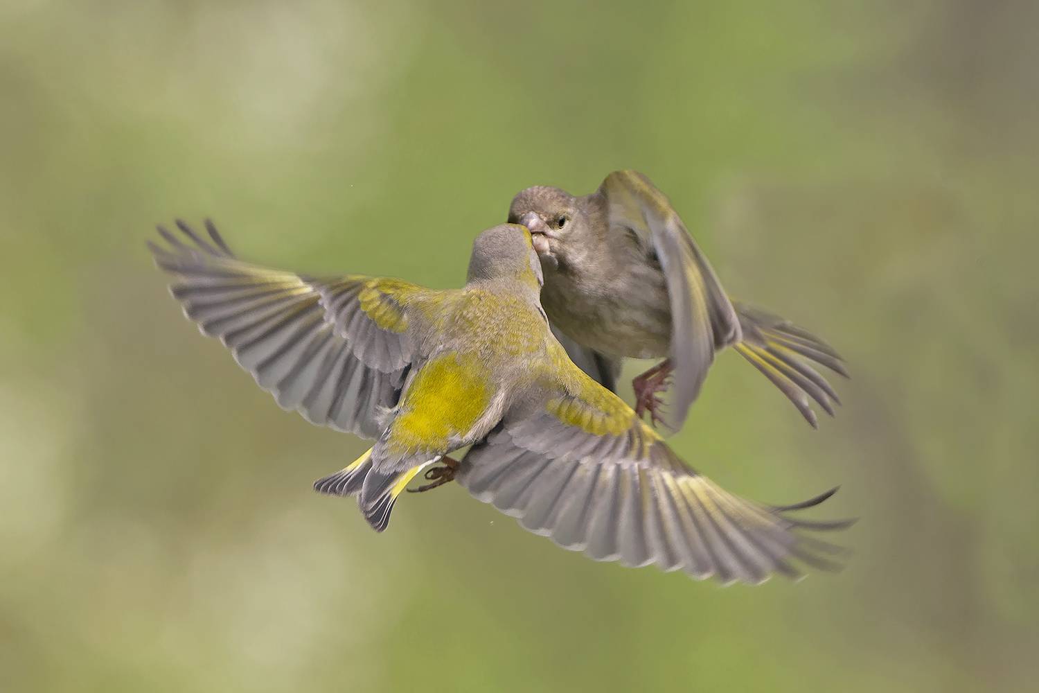 , Евгени Стефанов