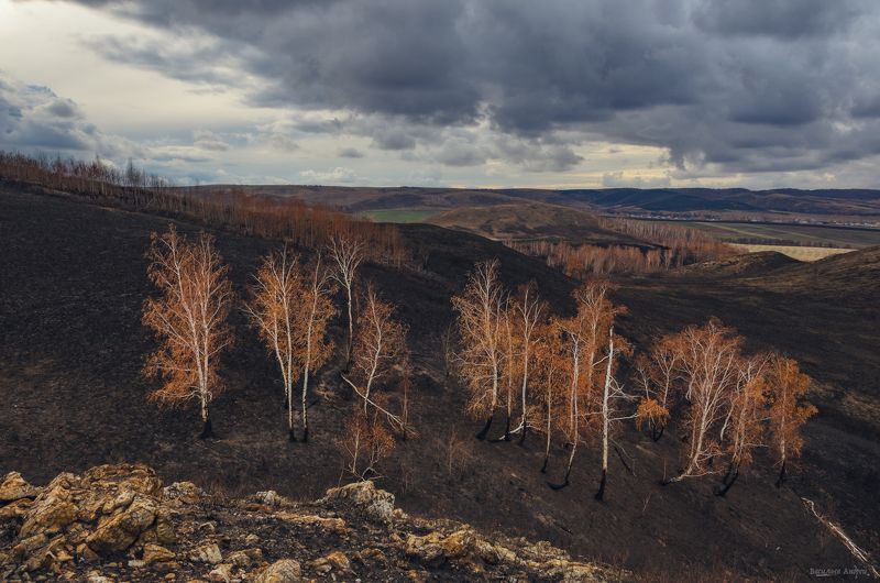 природа, оренбургская область, осень Берёзки фото превью