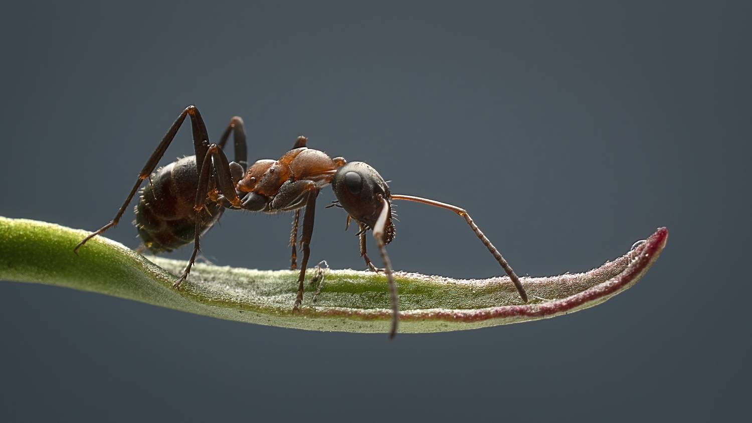 муравей макрофотография, Людмила Железнова