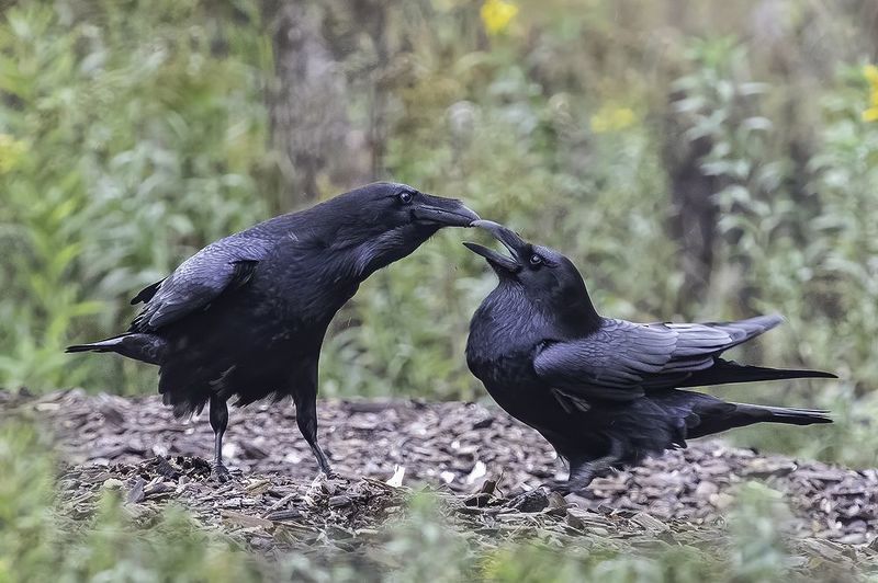 птица, ворон, самец, самка Нежные отношения фото превью