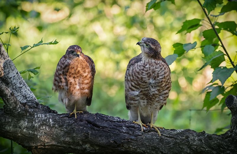 птица, ястреб перепелятник, слёток, самка, самец, подростки фото превью