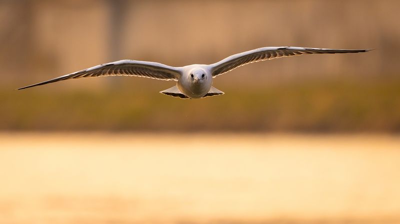 Gull фото превью