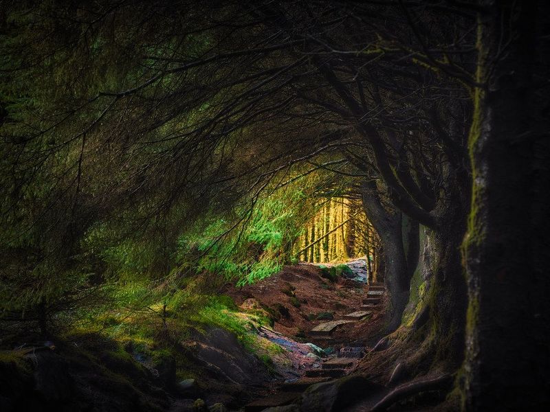 the Elf path фото превью