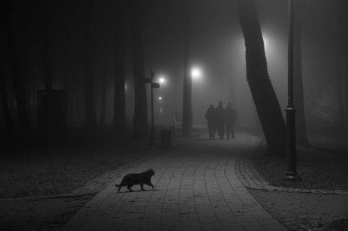 Следствие ведет Шерлок Кот
