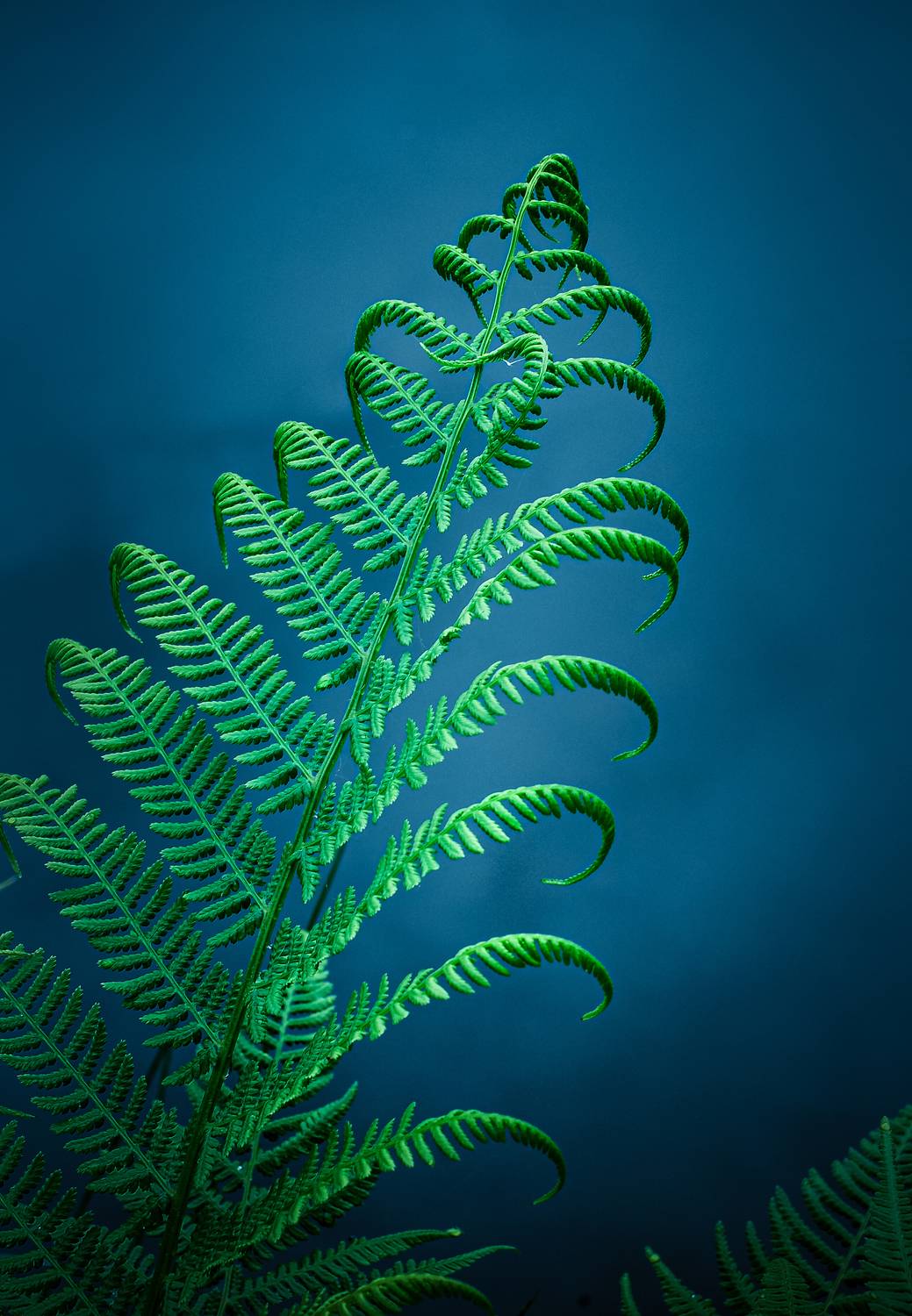 макро, лист, папоротник, macro, leaf, Протченко Ирина