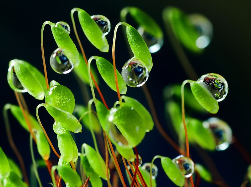 Капитошки фото превью