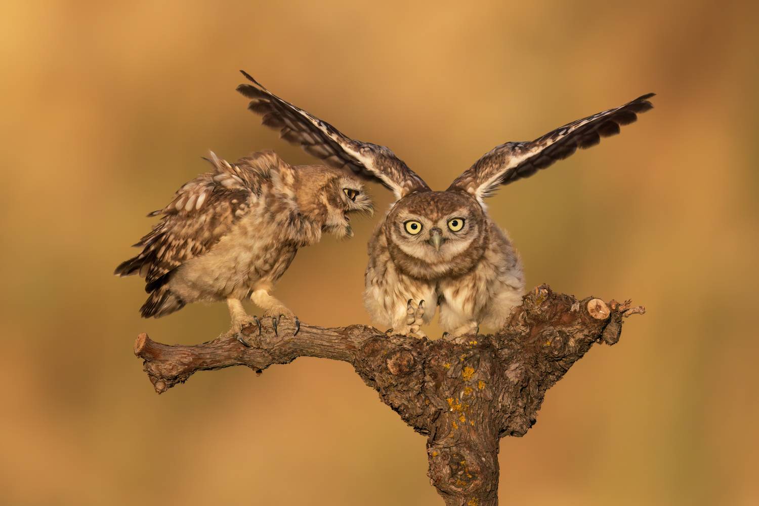 , Фруман Евгений