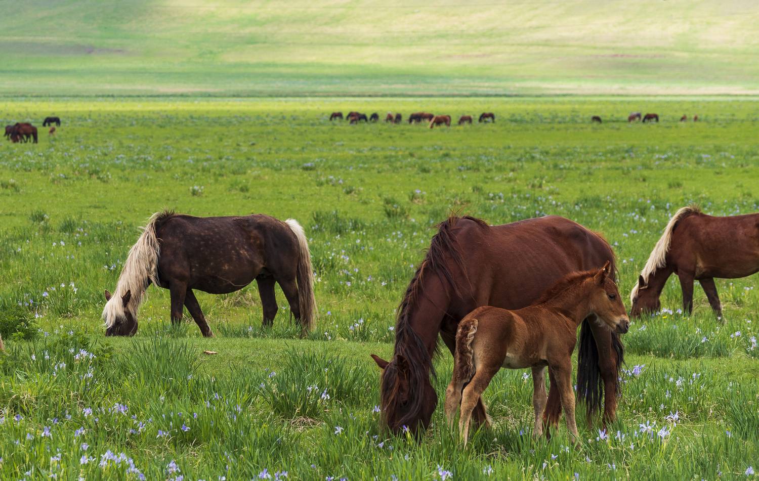 , Дмитрий Новоселов