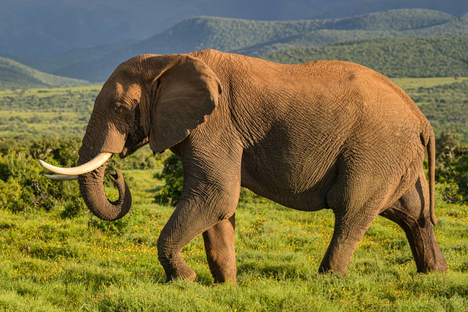 , Гордонов Юрий