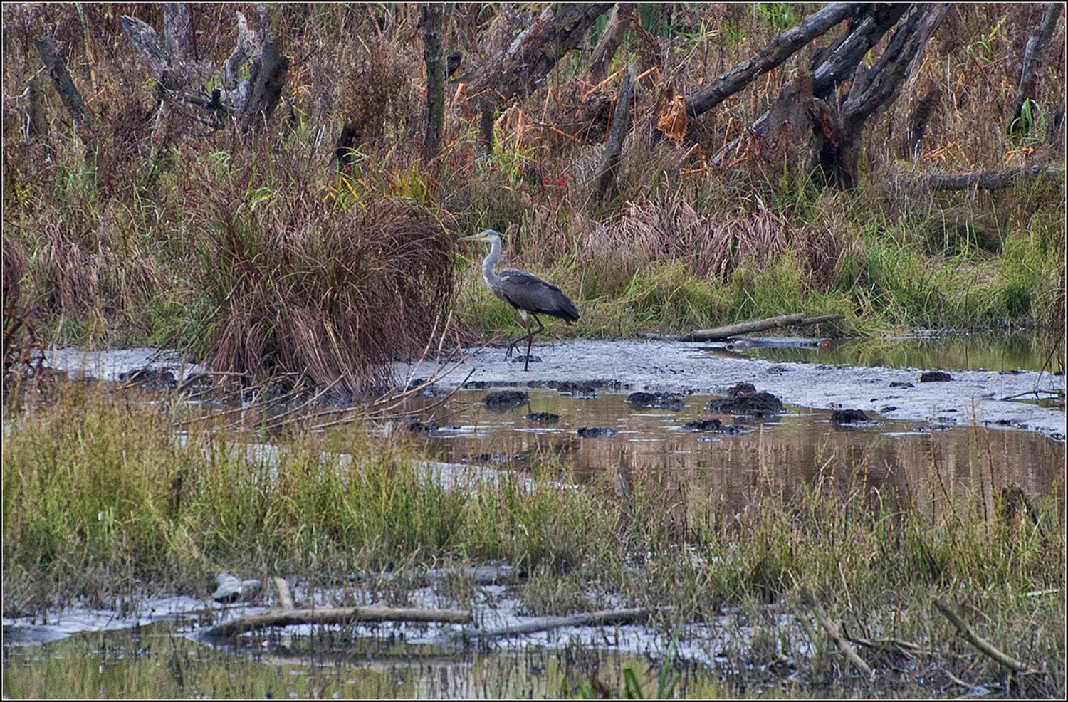 москва, осень, парк, птица, АНАТОЛИЙ ДОВЫДЕНКО