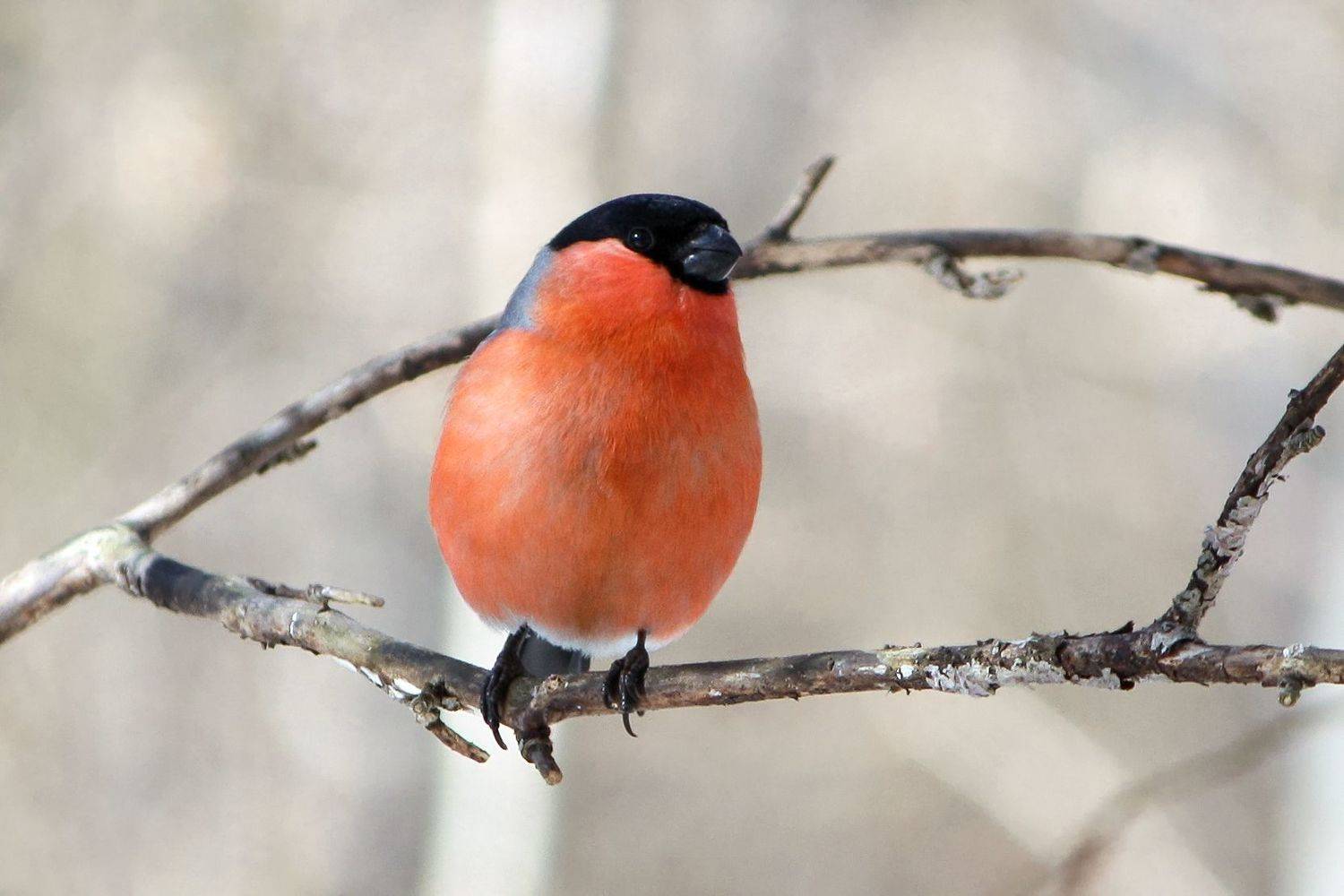 снегирь, обыкновенный снегирь, pyrrhula pyrrhula, КарОл