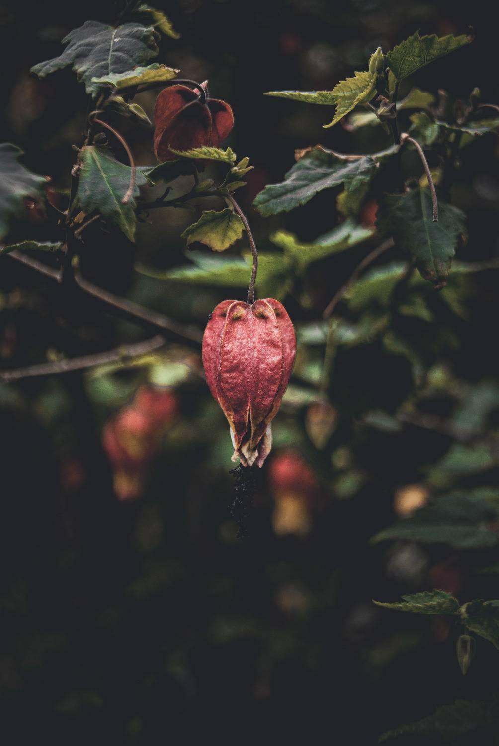 , Silvina S&aacute;nchez