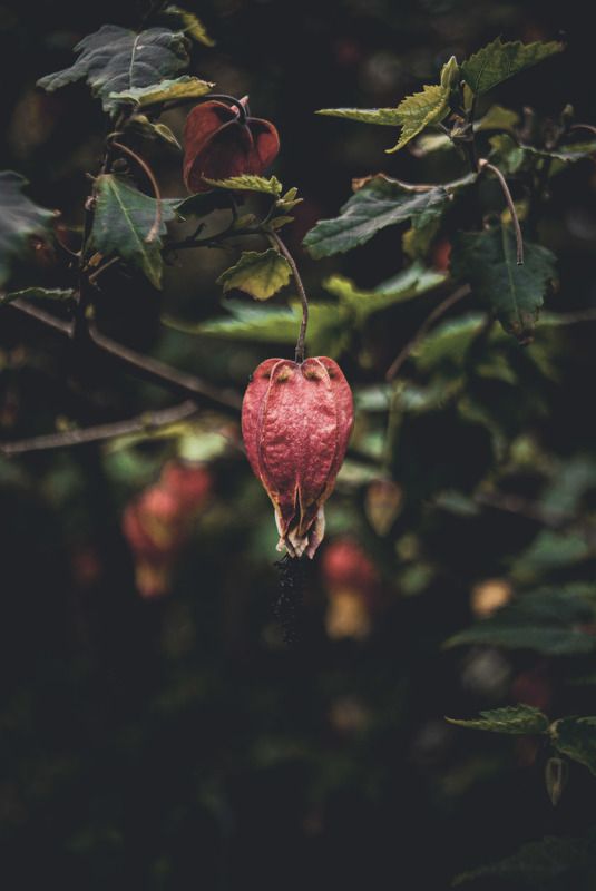 Abutilon фото превью