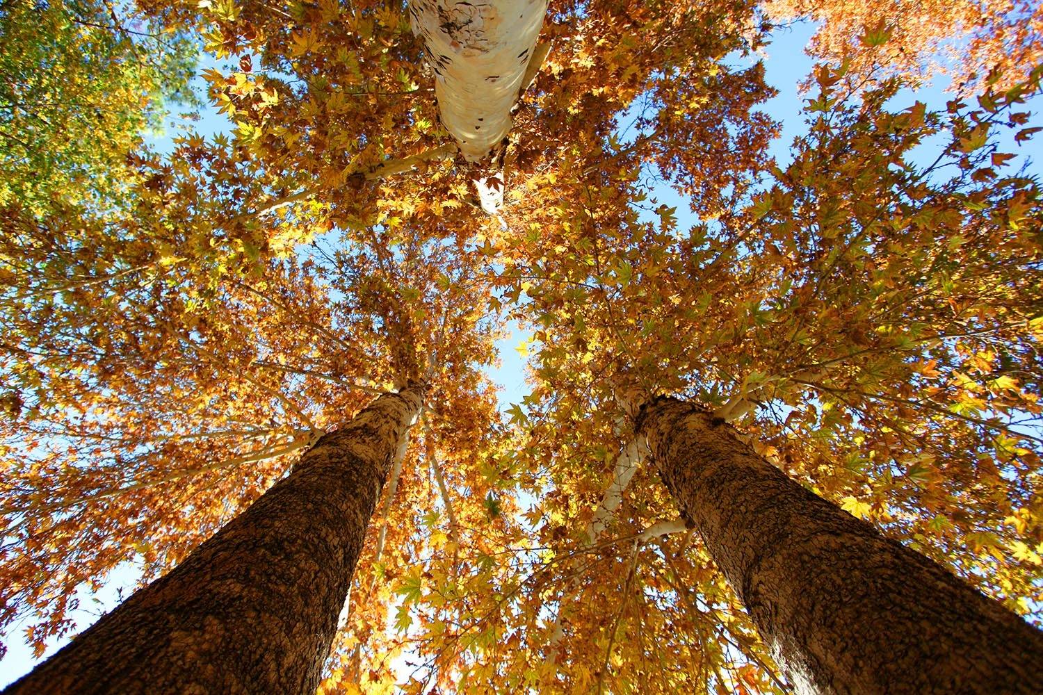 , mehdi karimi souderjani