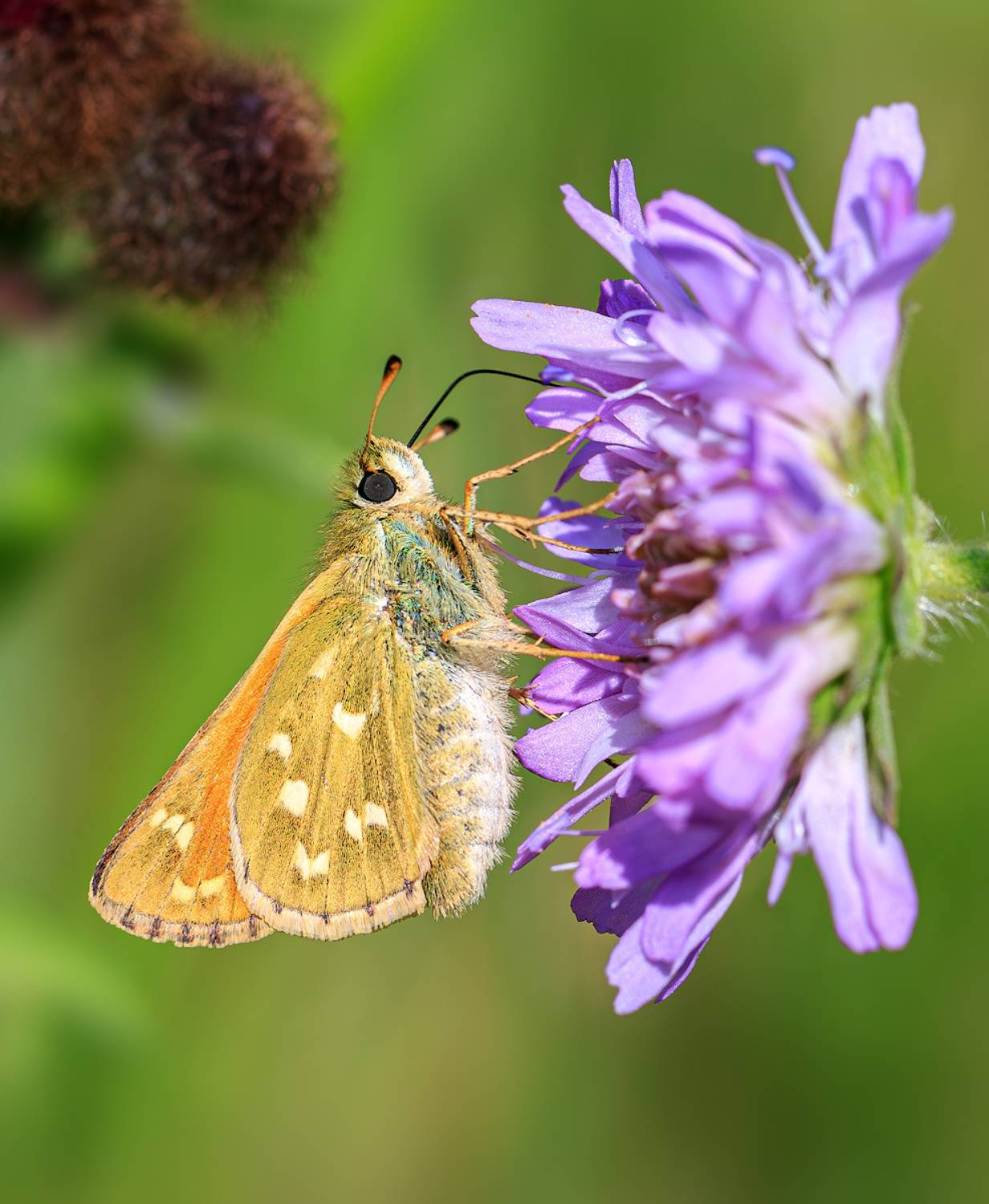 намекомые, бабочка, толстоголовка, запятая, лето, август, Борис Новиков