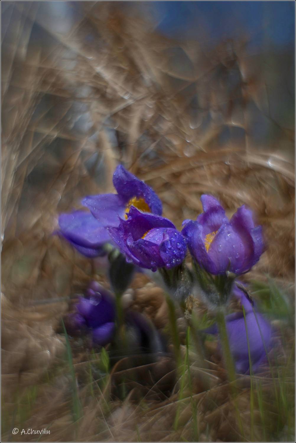 сон,трава, Александр Чувилин