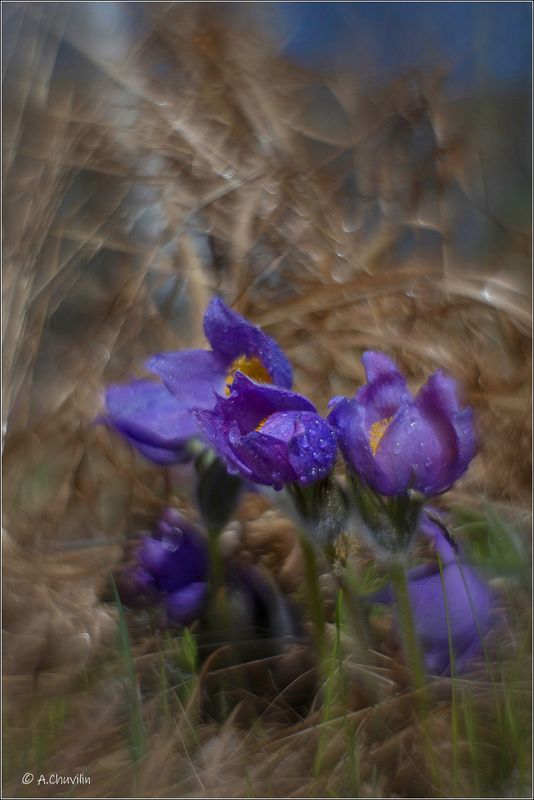 сон,трава Сон трава фото превью