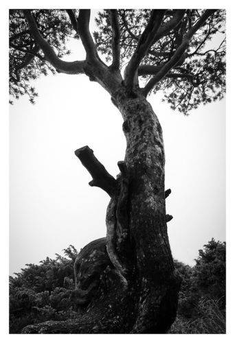 The tree