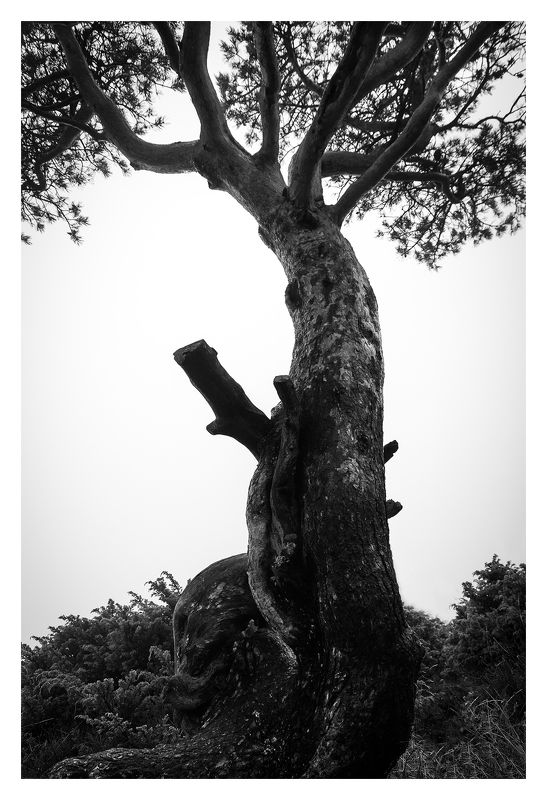 tree, silhouette, black, white, pine The tree фото превью