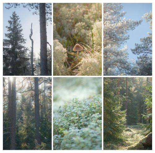 Волшебное утро