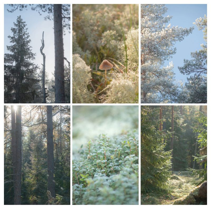 карельский перешеек, в лесах под выборгом, каменногорск, лес, волшебство, дремучий лес Волшебное утро фото превью