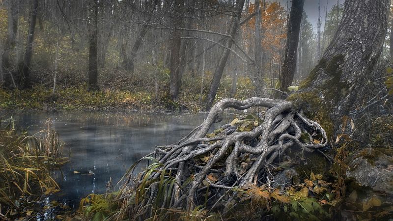 осень, лес Лесное озеро2 фото превью