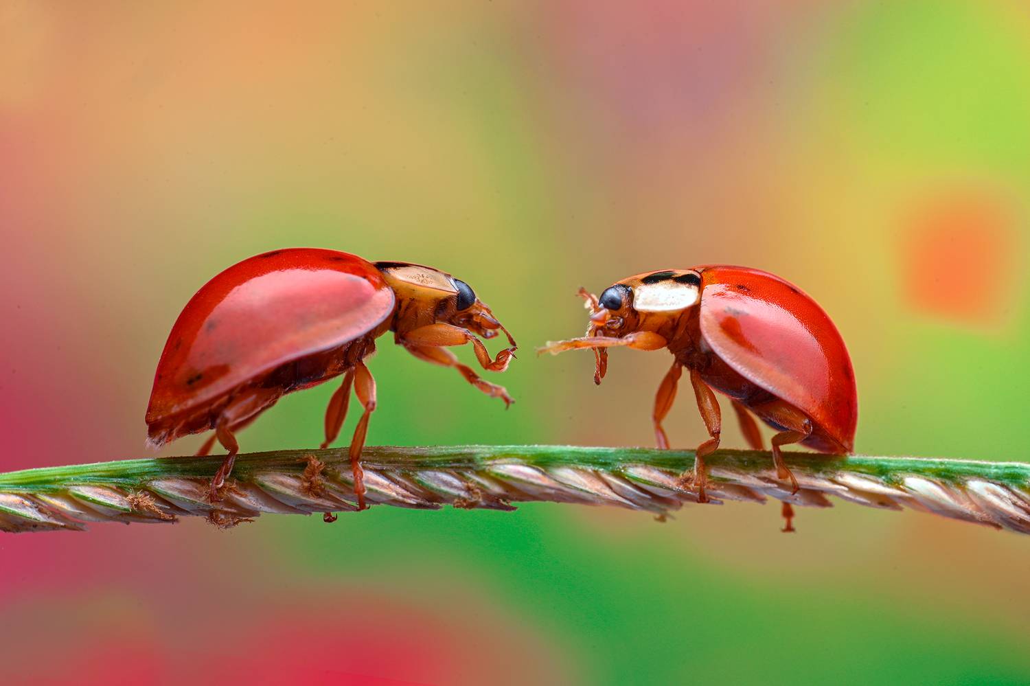 ceclii, macro, Ganev Tsvetan