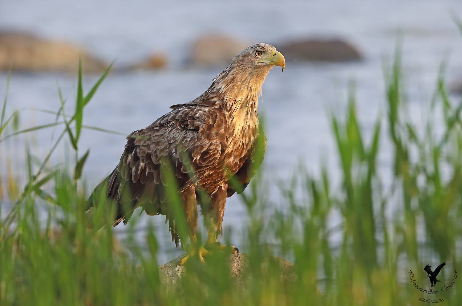 орлан белохвост., Гусар Александр