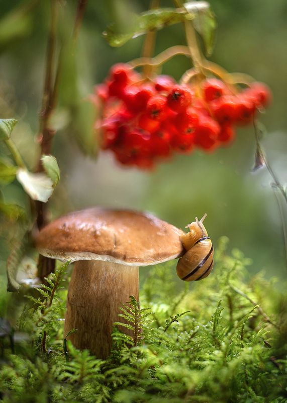 белый гриб, улитка, лес, моя беларусь, ирина горюкина, объектив гелиос 44-3 Лесные истории фото превью