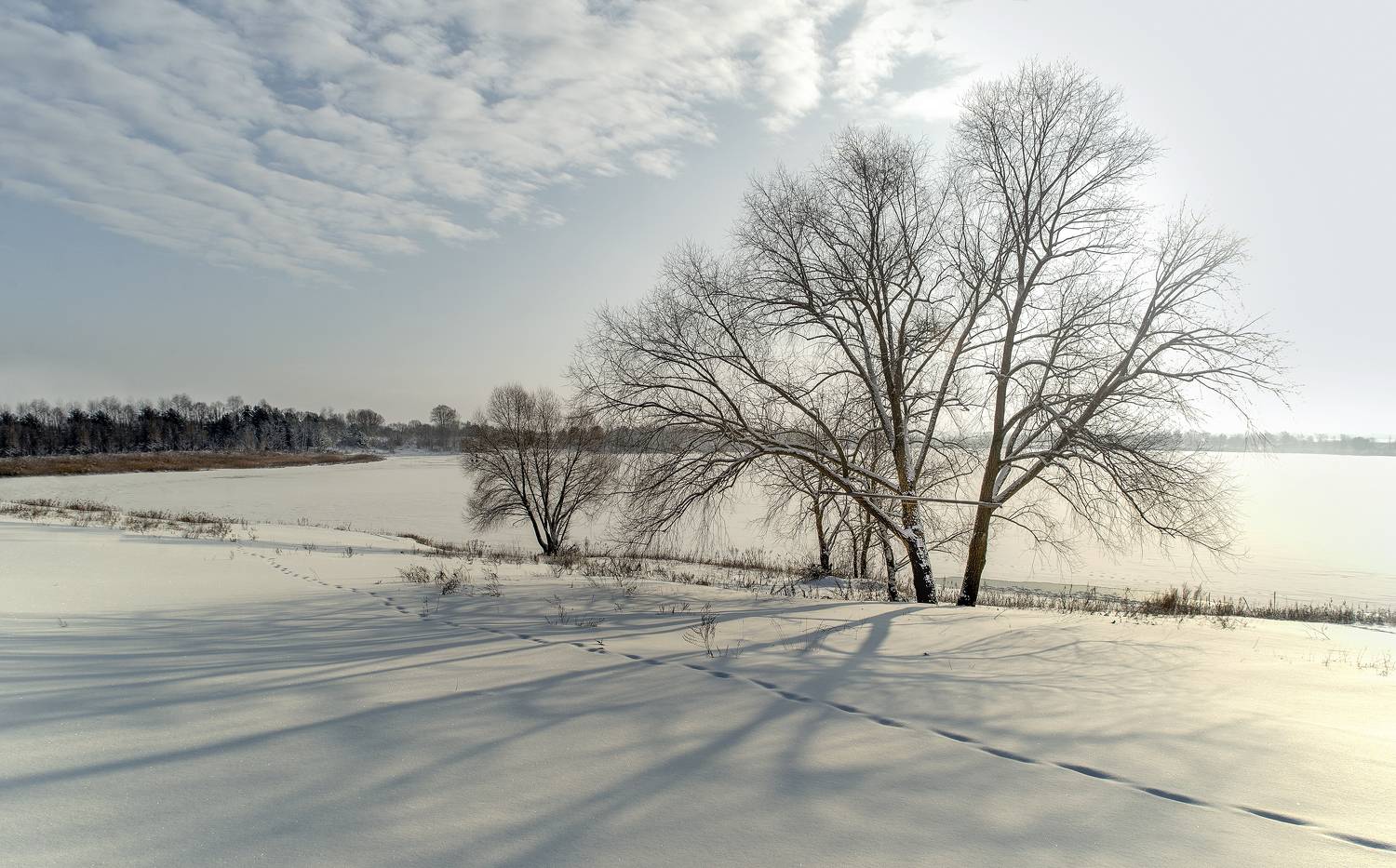 , Людмила Железнова