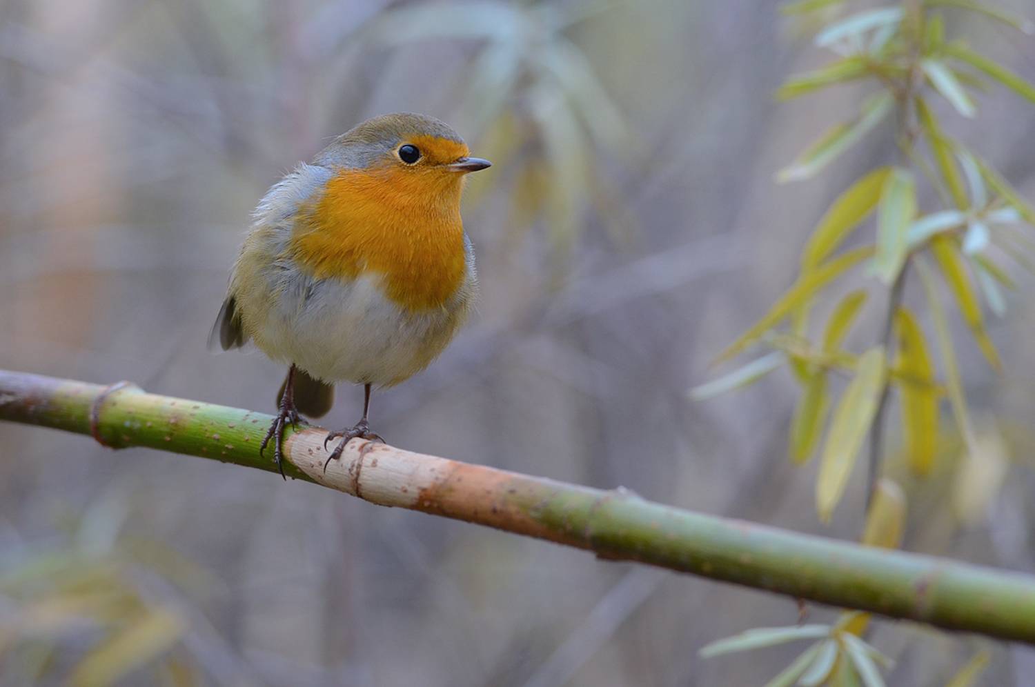 зарянка,малиновка,осень, Иван