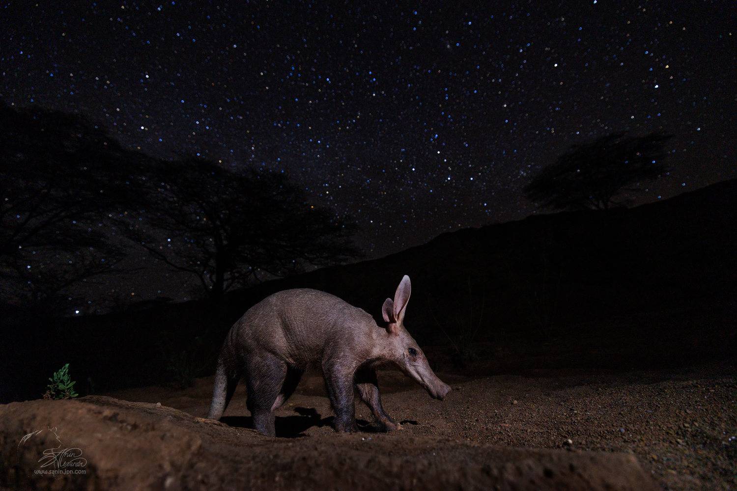 , Александр Санин