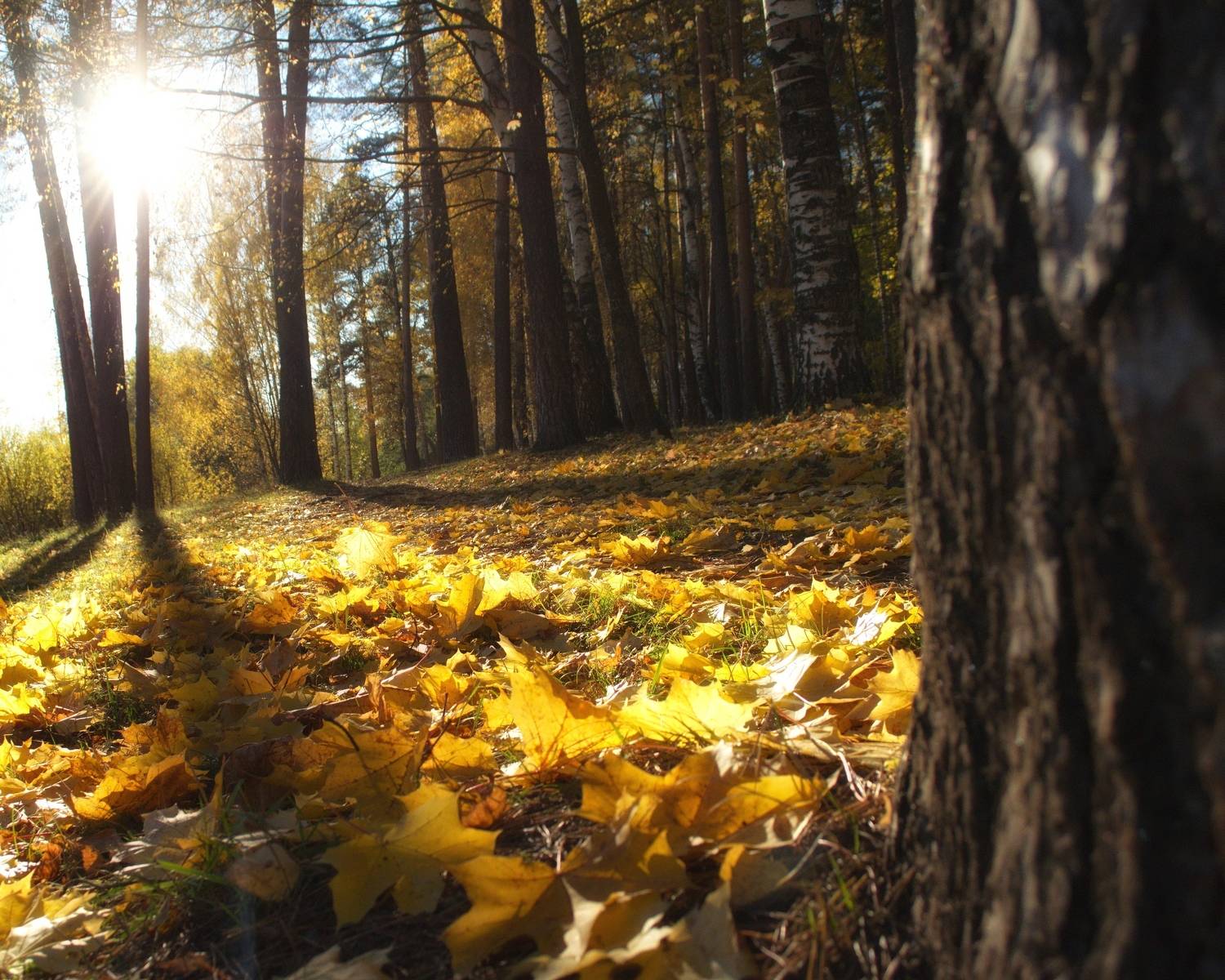 , Сергей Клапишевский