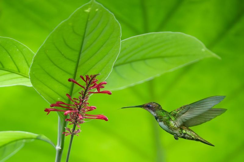 picaflor_vientre_negro, picaflor, black_throated_mango, hummingbird, anthracothorax_nigricollis, iguazu_falls, argentina, colibríe Black-throated Mango hummingbird (female) фото превью
