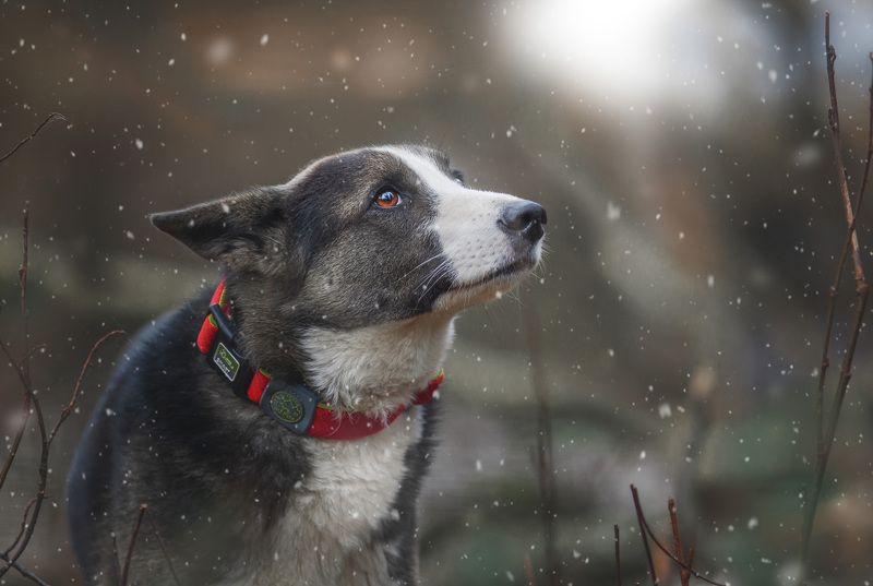 собака Собака-мечтака фото превью