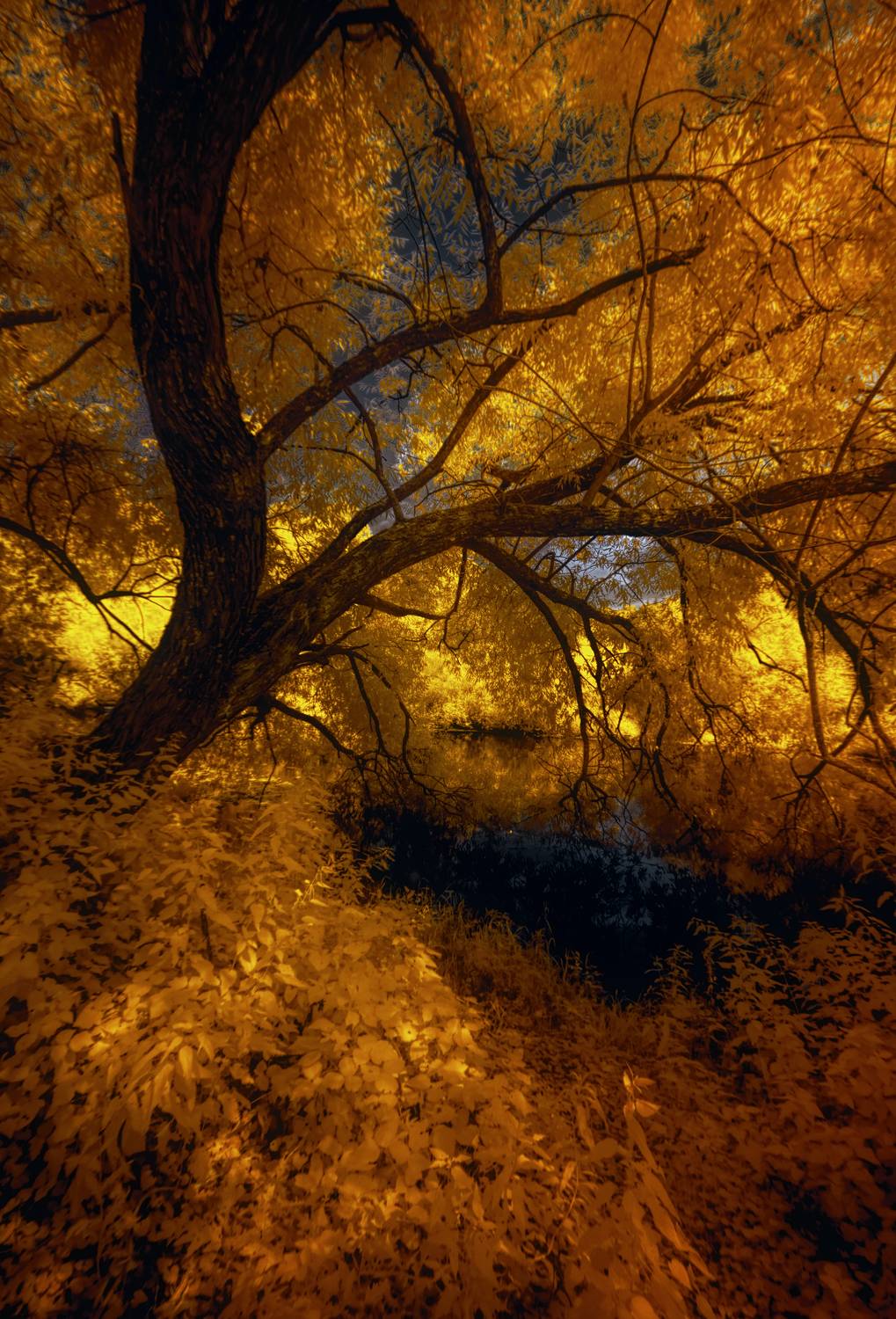 infrared,ик-фото,инфракрасное фото, инфракрасная фотография, пейзаж, лето,  Sixten (Сергей)