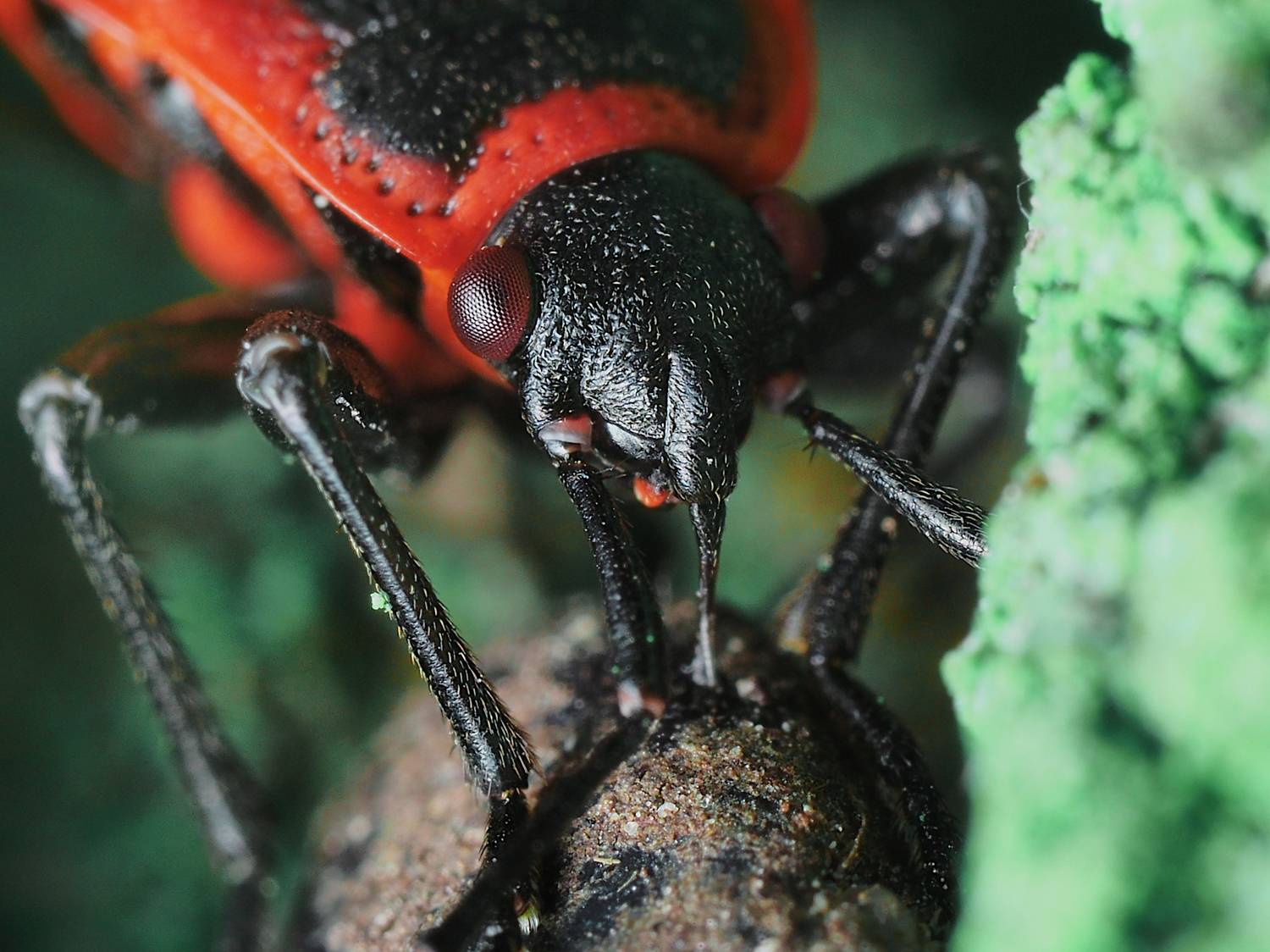 макро, насекомые, клоп, солдатик, портрет, macro, insect, Протченко Ирина