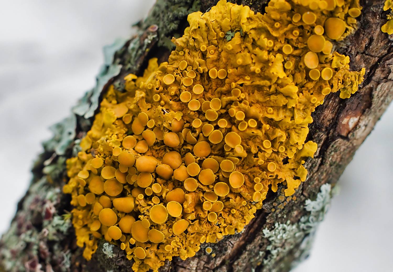 лишайники, симбиоз, лихенизированные грибы, водоросли, Широких Александр