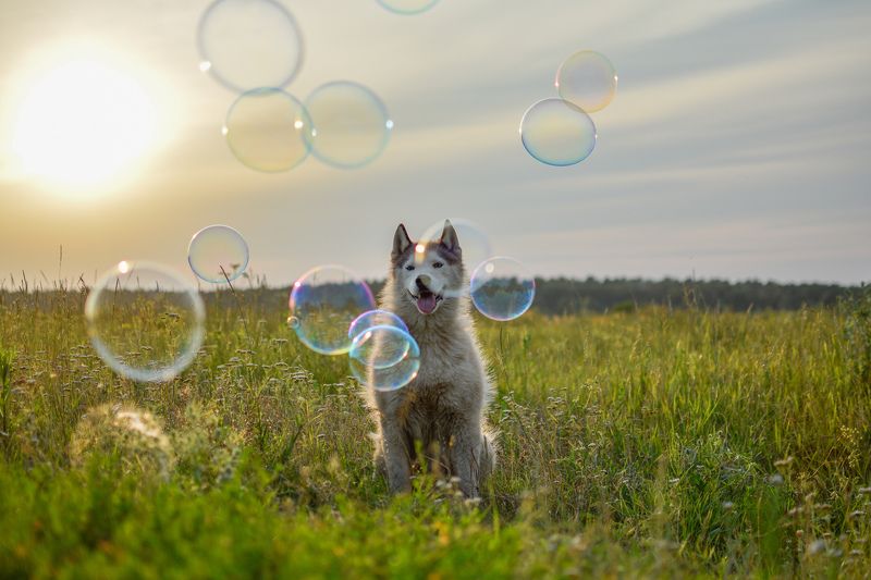 фото превью