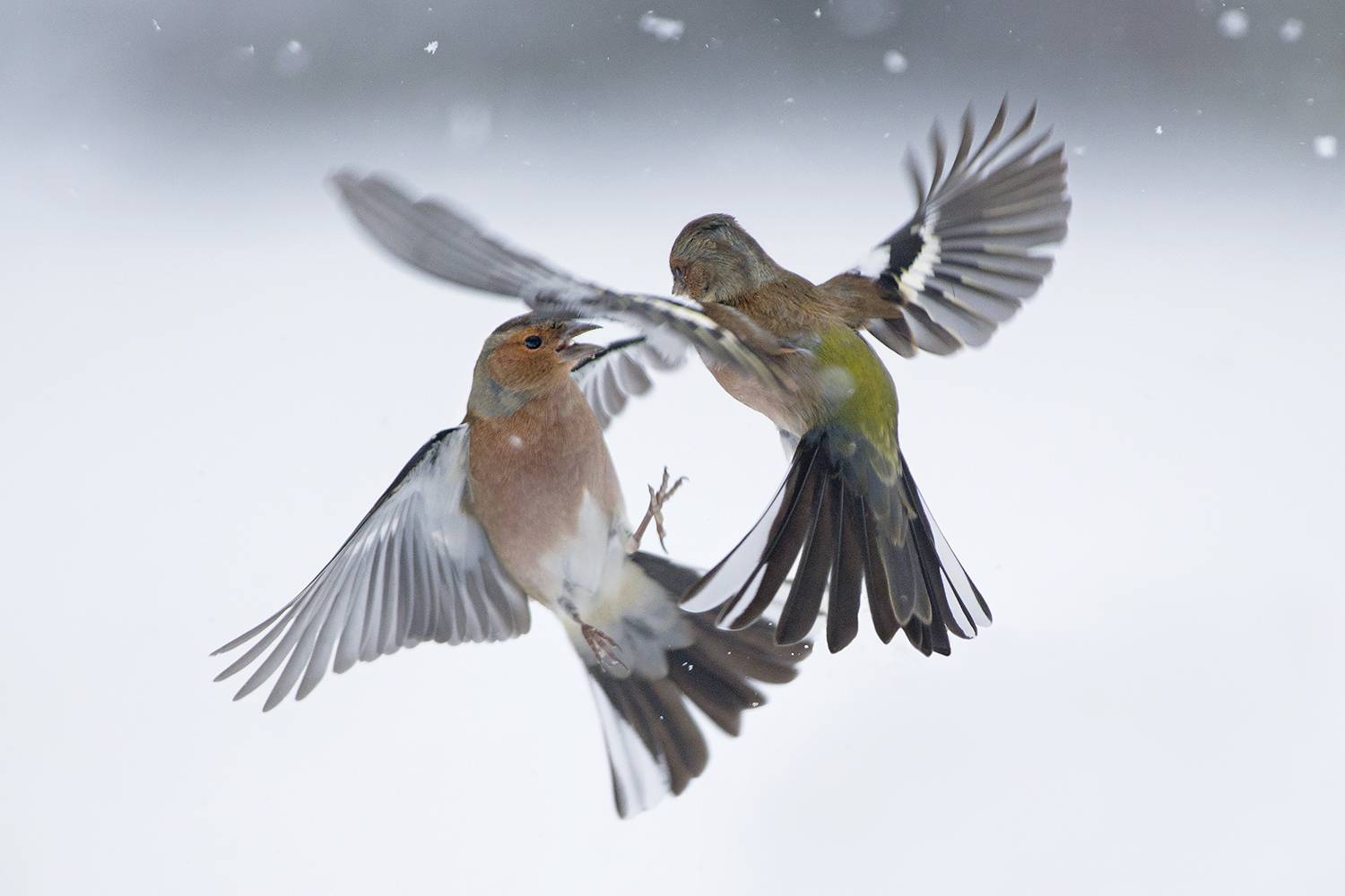 , Евгени Стефанов