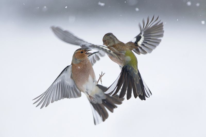 Зяблики в снегу фото превью