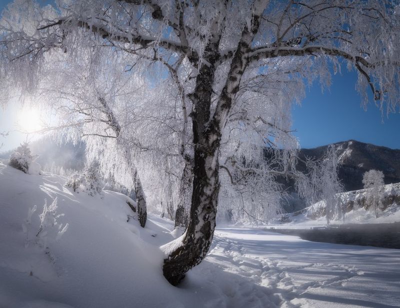 алтай, горный алтай, пейзажи алтая, онгудайский район, горная река, зимний алтай, чуя, горы, зима в горах, березы в инее, куржак, иней Березовый этюд фото превью