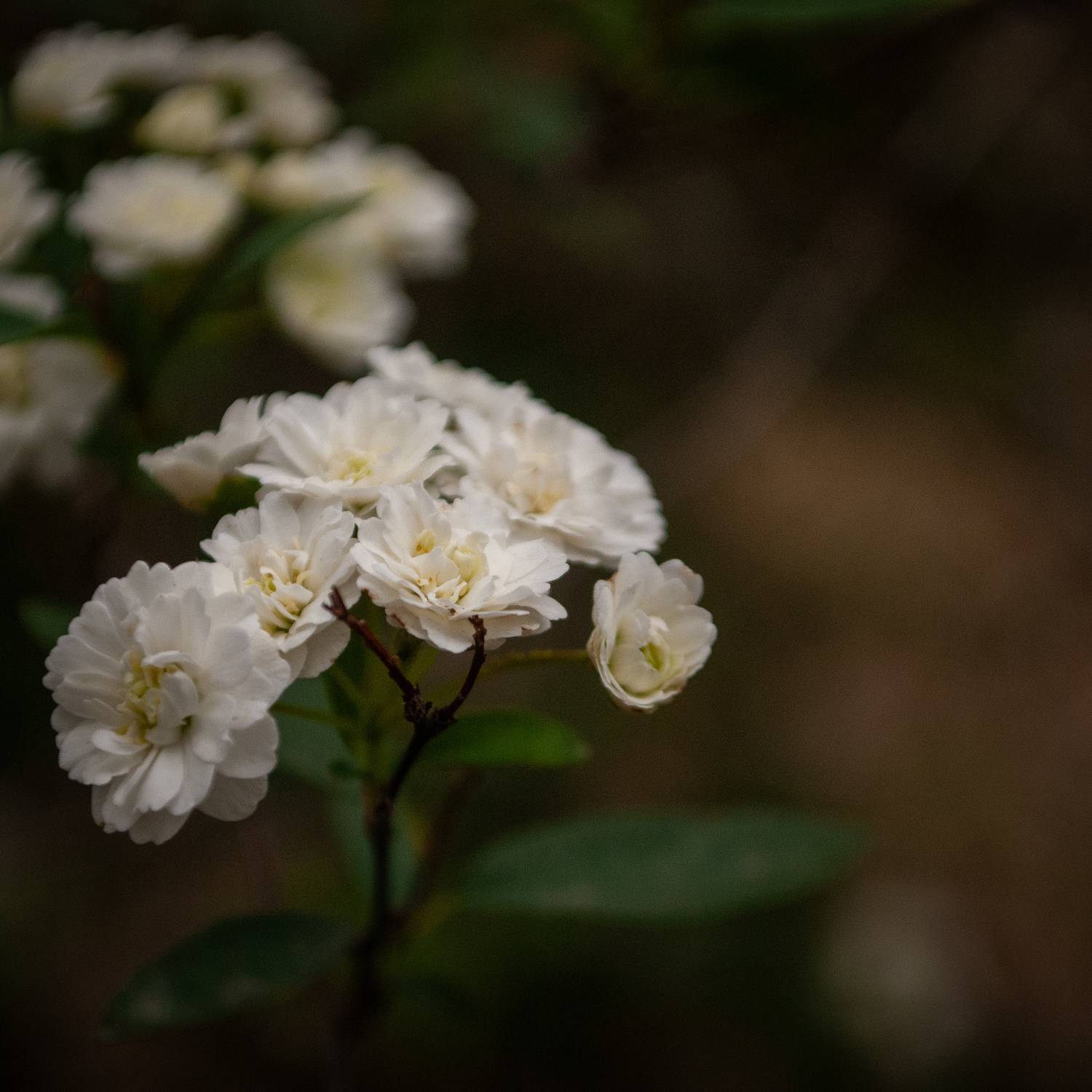 , Silvina S&aacute;nchez