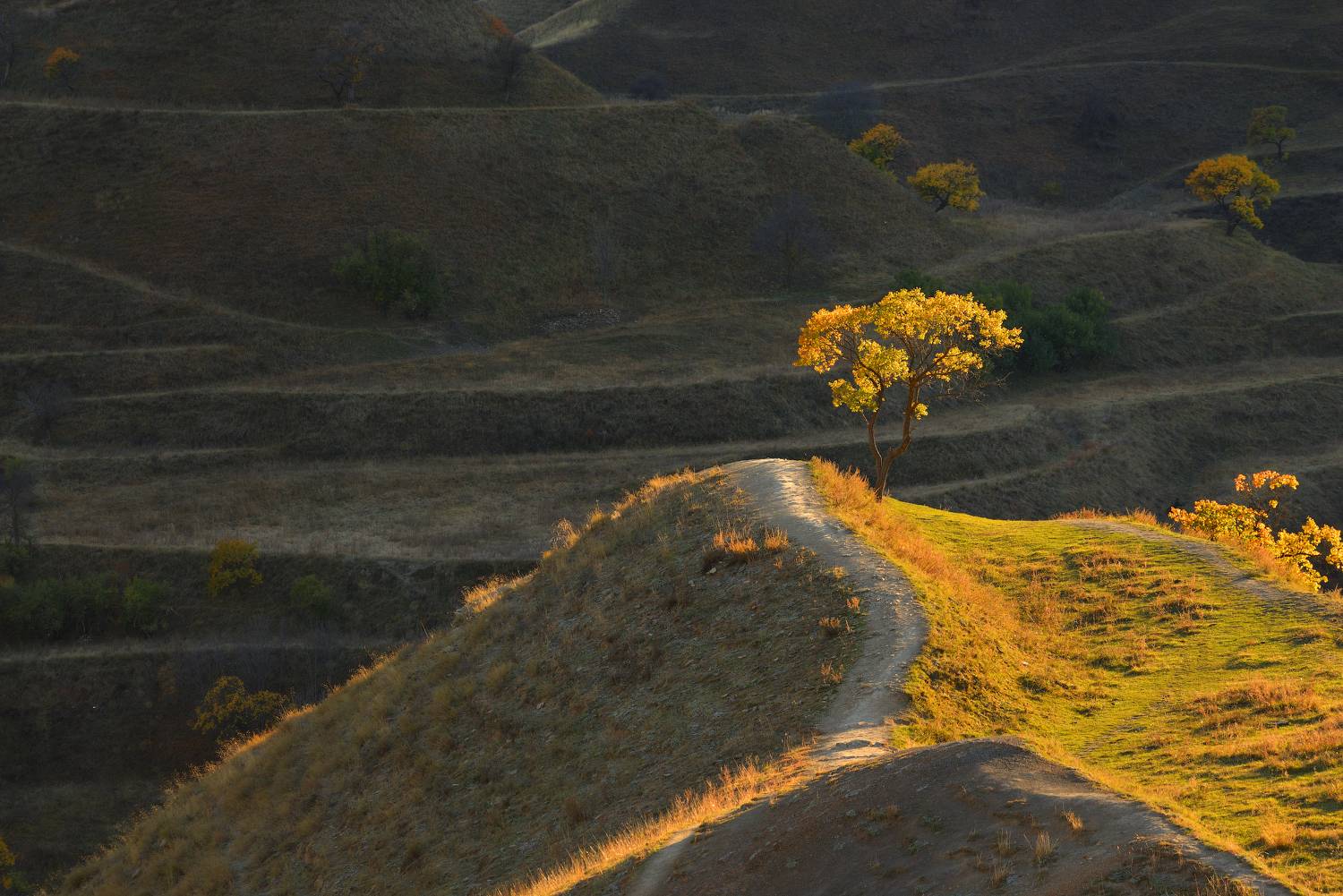 дагестан чох дерево террасы осень, Максимова Ольга