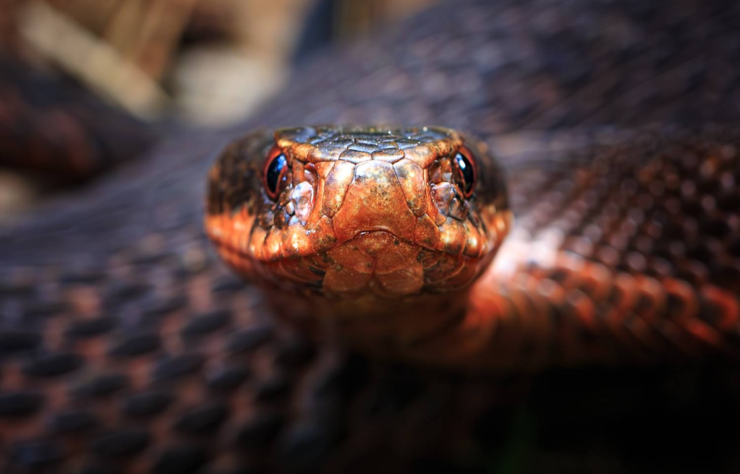 животные, пресмыкающиеся, змея, гадюка, Борис Новиков