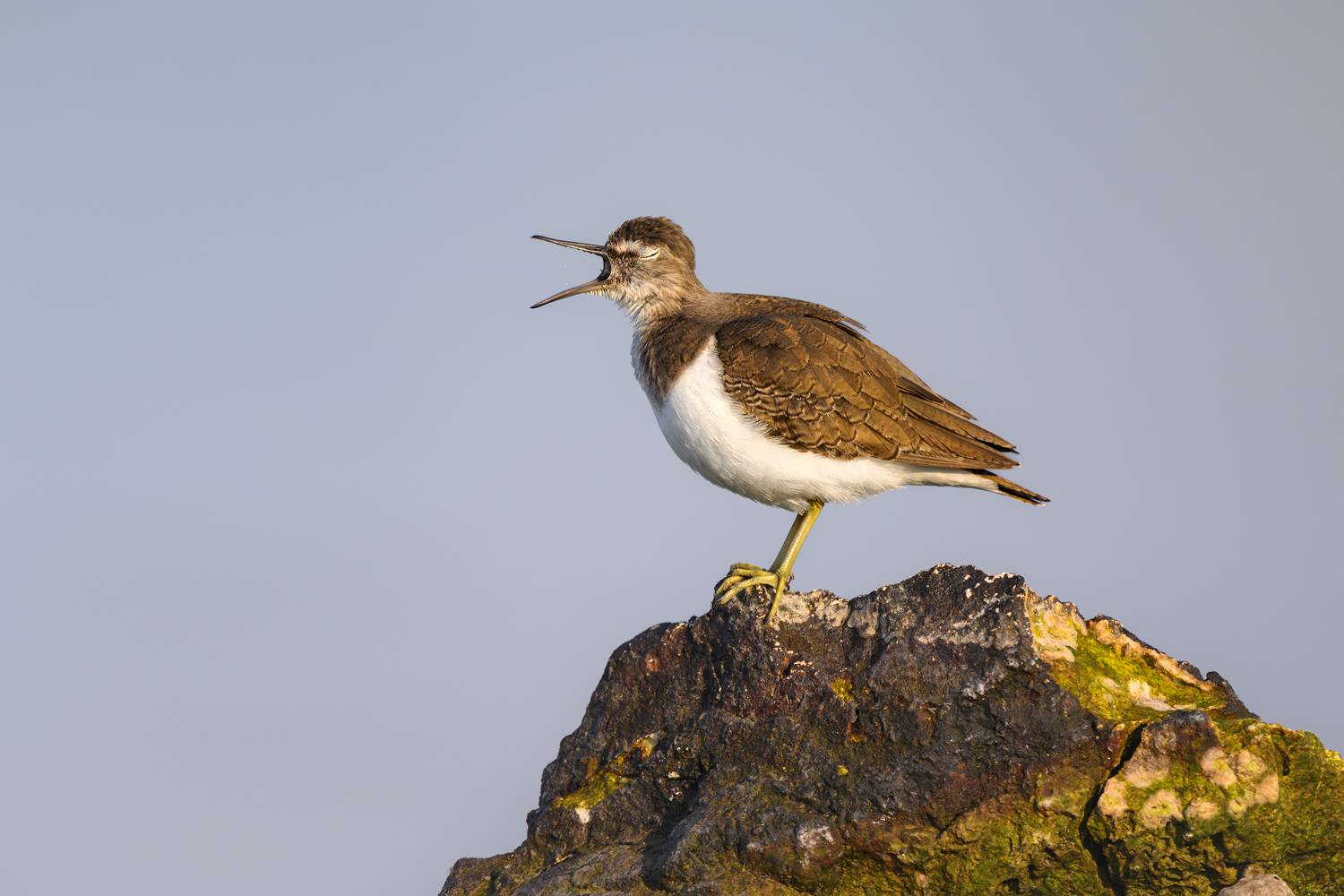 птица, фотоохота, кулик природа, фауна, Vladimir Kulikov