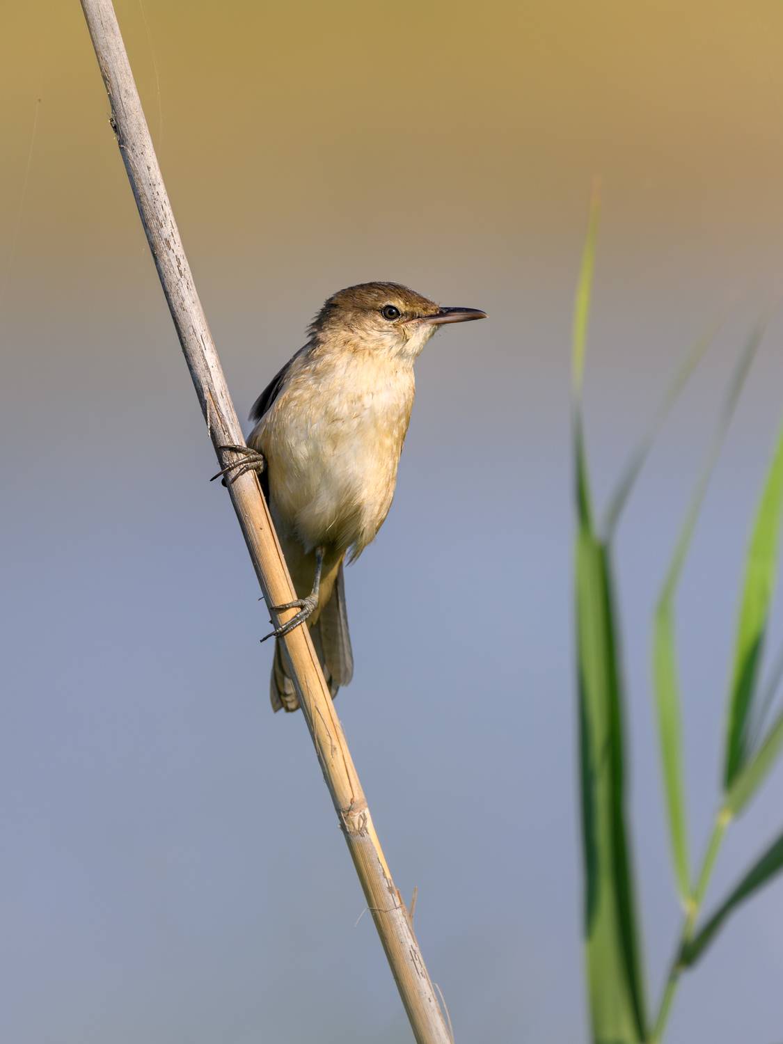 птица, фотоохота, камышовка, природа, фауна, Vladimir Kulikov